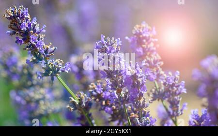 Les arbustes Lavender se ferment au coucher du soleil. Le coucher du soleil scintillant sur des fleurs violettes de lavande. Banque D'Images