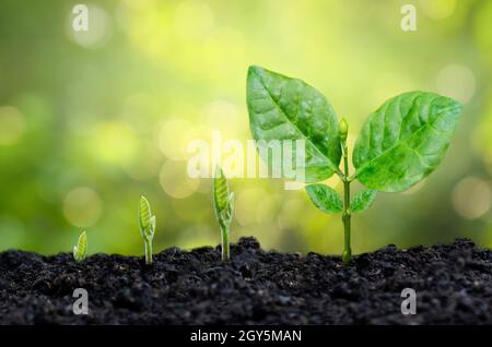 La plantation d'arbres arbrisseau part germer dans le sol avec le coucher du soleil close up homme part la plantation jeune arbre sur fond vert Banque D'Images