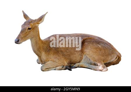 Cerf couché sur le sol. Jeune cerf isolé sur fond blanc Banque D'Images