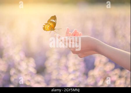 La jeune fille libère le papillon du pot, golden blue moment concept de liberté Banque D'Images