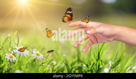 Un papillon s'appuie sur une main entre la lumière d'or champs de fleurs dans la soirée Banque D'Images