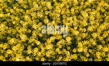 Floraison jaune colza vue du dessus au printemps, Podlaskie Voivodeship, Pologne, Europe Banque D'Images