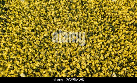 Floraison jaune colza vue du dessus au printemps, Podlaskie Voivodeship, Pologne, Europe Banque D'Images