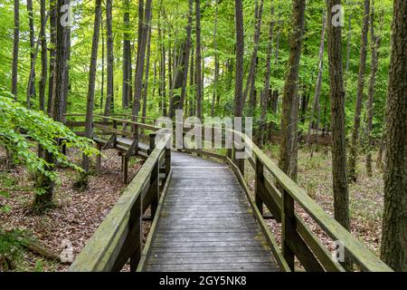 Sentier de randonnée sur des promenades en bois à travers la Moor Todtenbruch dans la région de Raffelsbrand dans la région d'Eifel. Banque D'Images