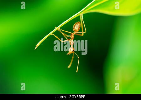 Seul red ant seul sur la feuilles de manguier. Banque D'Images