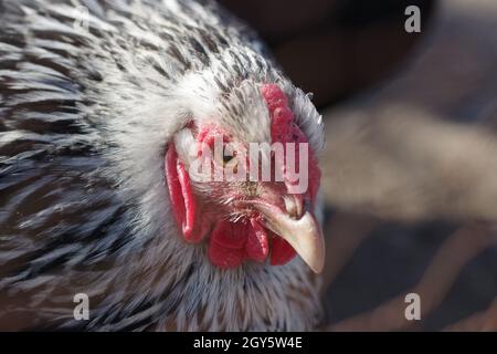 Gros plan d'une poule noire et blanche Banque D'Images