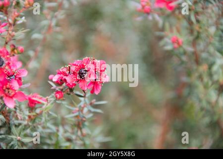 Myrtle Manuka blanc-rose fleur qui s'épanouit (Leptospermum scoparium) Banque D'Images
