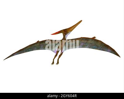 Pteranodon était un reptile de ptérosaure carnivore qui a volé en Amérique du Nord pendant la période du Crétacé. Banque D'Images