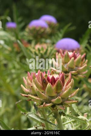 Violet éclatant Artichaut croissance dans le jardin flou d'arrière-plan Banque D'Images