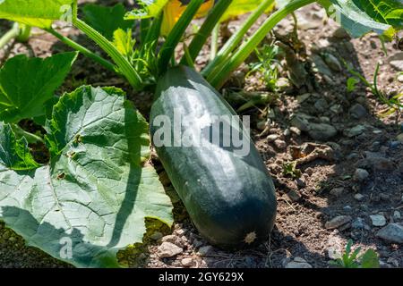 Un grand légume de courge courgette vert oblong cru qui pousse sur le sol avec de grandes feuilles et de grandes tiges. La culture biologique fraîche et colorée est épaisse. Banque D'Images