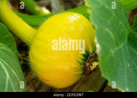 Un grand légume courgette jaune rond cru qui pousse sur le sol avec de grandes feuilles et de grandes tiges.La culture biologique fraîche et colorée a une peau épaisse Banque D'Images