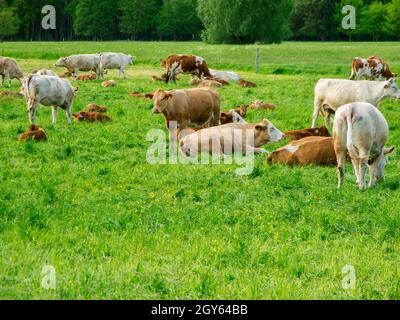 Vue sur le paysage avec des vaches avec leurs veaux sur une prairie verte dans le Brandebourg. Banque D'Images