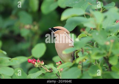 Gros plan d'un oiseau de l'aile de cire de cèdre assis dans un brousse de baies. Banque D'Images