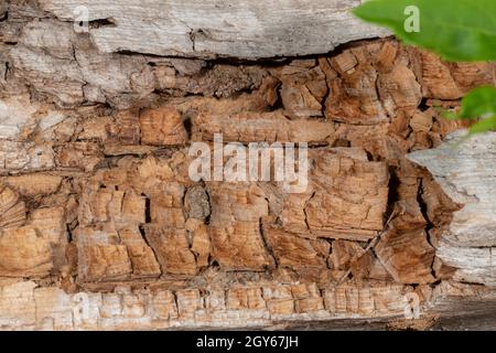 Interface ancienne et décadée d'un arbre abattu avec des feuilles vertes et un espace de copie comme arrière-plan Banque D'Images