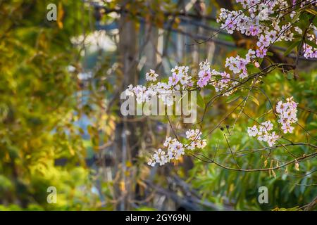 Tabebuia rosea sur un fond nature. Banque D'Images