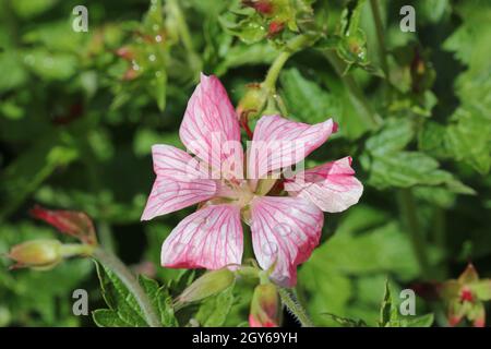 Rose Oxford Cranesbill, Geranium x oxonianum, variété Bressinghams ravissent les fleurs avec des gouttes de pluie sur les pétales et un fond de feuilles floues. Banque D'Images