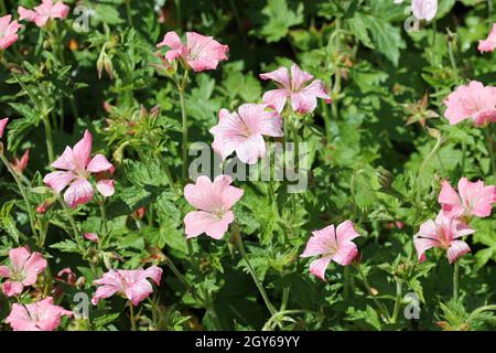 Rose Oxford Cranesbill, Geranium x oxonianum, variété Bressinghams ravissent les fleurs avec des gouttes de pluie sur les pétales et un fond de feuilles floues. Banque D'Images