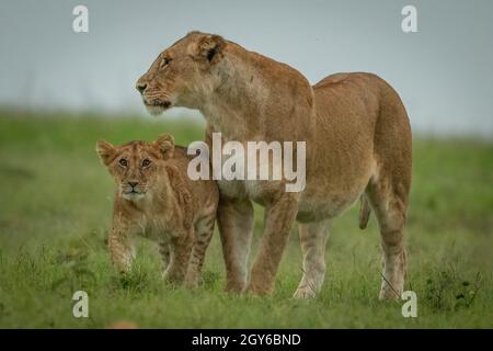 La lioness repose sur une herbe courte avec un cub Banque D'Images