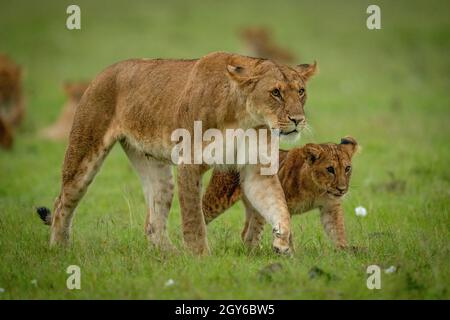 La lionne et le cub croisant la savane à l'étape Banque D'Images