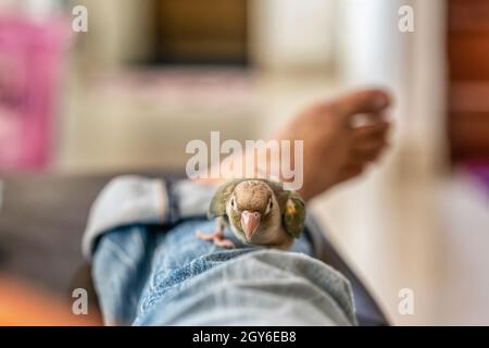 Green-cheeked parakeet conure à joues verte ou sur les jambes des hommes. Banque D'Images