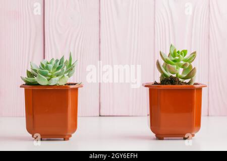 Succulents verts sur fond de bois rose. Banque D'Images