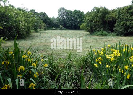 Heuernte im Naturschutzgebiet Obsttreuwiesen Erfttauue, Weilerswist, Nordrhein-Westfalen, Allemagne Banque D'Images