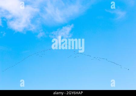 Grande Flock of Gulls en formation voler le long de la côte nord de Norfolk au-dessus de Holkham Bay près de Wells-Next-the-Sea sur un matin lumineux et ensoleillé d'octobre Banque D'Images