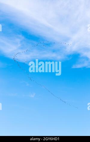 Grande Flock of Gulls en formation voler le long de la côte nord de Norfolk au-dessus de Holkham Bay près de Wells-Next-the-Sea sur un matin lumineux et ensoleillé d'octobre Banque D'Images