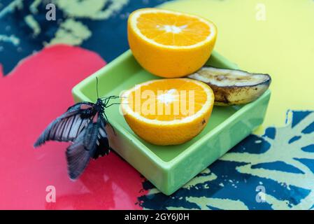 Papilio Lowi, alias Grand Mormon jaune ou asiatique est un swallowtail butterfly tropical. Ici montré en mangeant d'une orange Banque D'Images