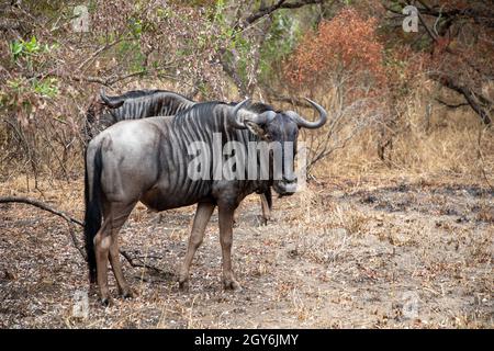 Le plus sauvage des bleus dans le parc national Kruger.Wildebeest est également connu sous le nom de GNU Banque D'Images