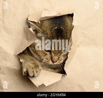 Chat britannique droit gris adulte piquant hors d'un trou dans le papier brun, museau drôle, gros plan Banque D'Images