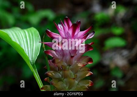 Close-up du curcuma fleur dans farm field Banque D'Images