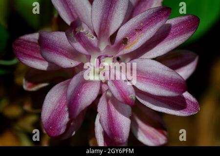 Close-up du curcuma fleur dans farm field Banque D'Images