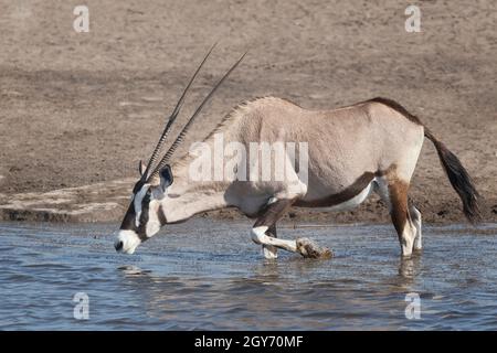 Antilope d'Oryx (Artiodactyla) debout dans l'eau potable, Parc national d'Etosha, Namibie, Afrique Banque D'Images