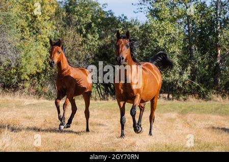 Jument de la baie arabe et trông craineux gratuits en été Banque D'Images
