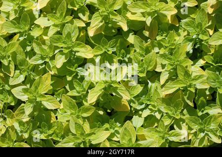 Origan aux herbes jaunissement, variété Origanum vulgare Thumbles, feuilles de plantes sans fleurs ni fond. Banque D'Images