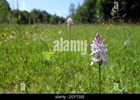 Gefleckte Fingerwurz oder Geflecktes Knabenkraut (Dactylorhiza maculata, Syn. Orcis maculata), Schavener Heide, Mechernich, Nordrhein-Westfalen, Deut Banque D'Images