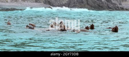 Les lions de mer de Rookery Steller. Île dans l'océan Pacifique près de la péninsule de Kamchatka. Banque D'Images