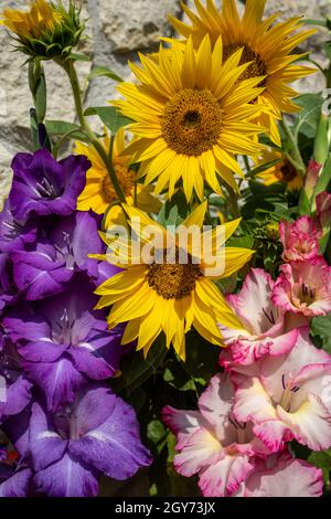 Fleurs de tournesol et de glaïeuls colorés dans le contexte d'une paroi calcaire Banque D'Images