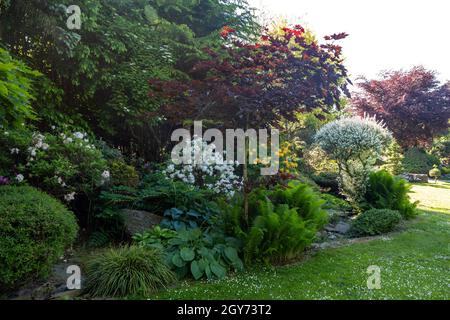 jardin d'été avec conifères, herbe verte et fleurs d'azalée fleuries. Concept de jardinage. Banque D'Images