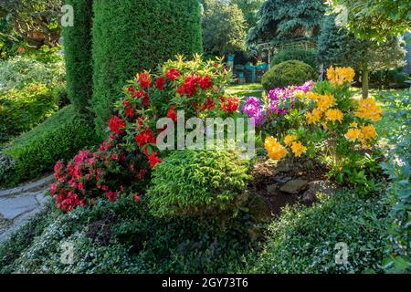 jardin d'été avec conifères, herbe verte et fleurs d'azalée fleuries. Concept de jardinage. Banque D'Images