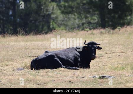 belle vache noire cornes viande animal lait nature Banque D'Images