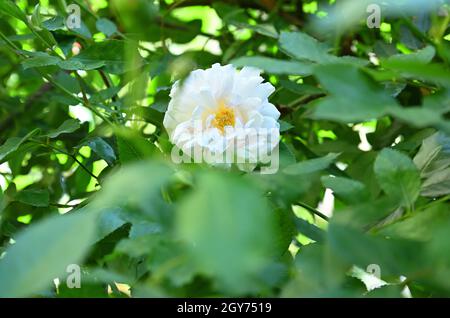 Roses de la sorte de Wild Rose nommé Rose Odorata Banque D'Images