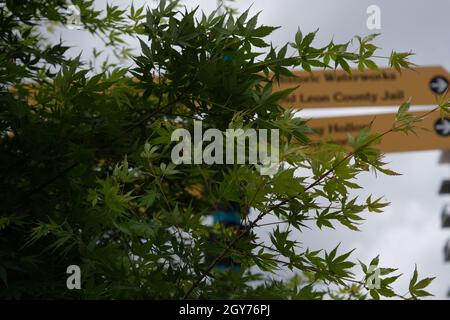 Les feuilles d'érable japonaises se concentrent avant le panneau du parc à Cascade Park, dans Tallahassee, en Floride Banque D'Images