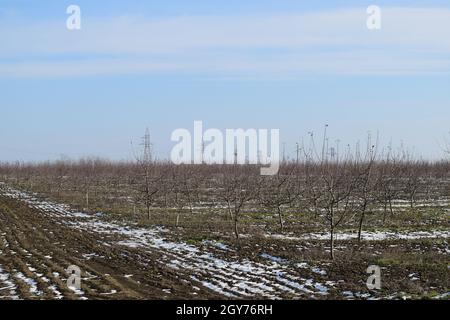Les jeunes de apple orchard. Et de plus en plus prendre soin de verger de pommiers. Banque D'Images