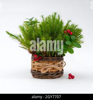 Bouquet de mousse verte avec feuilles et baies de mûrier dans un panier en osier avec un noeud isolé sur fond blanc Banque D'Images