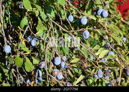 Fruits de prunes sur les branches. Pruneaux d'arbres Banque D'Images