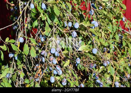 Fruits de prunes sur les branches. Pruneaux d'arbres Banque D'Images