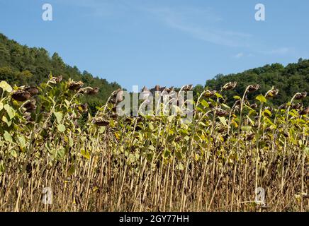 Domaine du séchage tournesol en vallée de Dordogne. France Banque D'Images