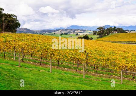 Vue depuis le restaurant Balgownie Estate Vineyard - Yarra Glen, Victoria, Australie Banque D'Images